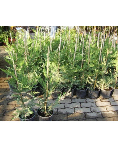 Купрессоципарис Лейланда Варієгата | Cupressocyparis leylandii Variegata | Купрессоципарис Лейланда Вариегата