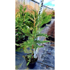 Купрессоципарис Лейланда Варієгата | Cupressocyparis leylandii Variegata | Купрессоципарис Лейланда Вариегата
