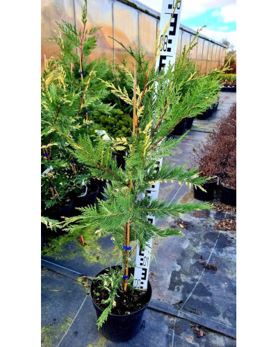 Купрессоципарис Лейланда Варієгата | Cupressocyparis leylandii Variegata | Купрессоципарис Лейланда Вариегата