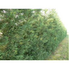 Купрессоципарис Лейланда Варієгата | Cupressocyparis leylandii Variegata | Купрессоципарис Лейланда Вариегата