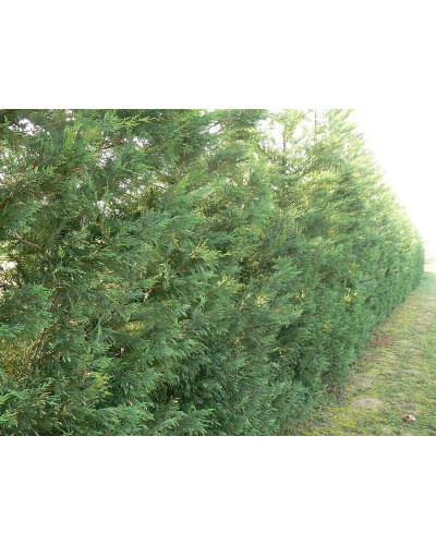 Купрессоципарис Лейланда Варієгата | Cupressocyparis leylandii Variegata | Купрессоципарис Лейланда Вариегата