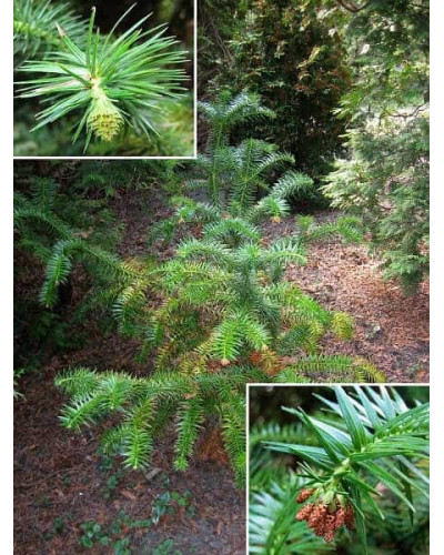 Кунінгамія ланцетоподібна | Cunninghamia lanceolata | Куннингамия ланцетовидная