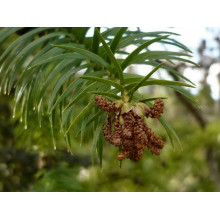 Кунінгамія ланцетоподібна | Cunninghamia lanceolata | Куннингамия ланцетовидная