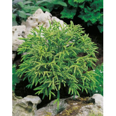 Криптомерія японська Літл Чемпіон | Cryptomeria japonica Little Champion | Криптомерия японская Литл Чемпион