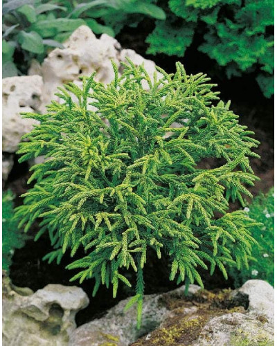 Криптомерія японська Літл Чемпіон | Cryptomeria japonica Little Champion | Криптомерия японская Литл Чемпион