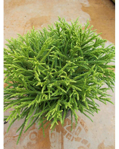 Криптомерія японська Літл Чемпіон | Cryptomeria japonica Little Champion | Криптомерия японская Литл Чемпион