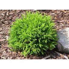 Криптомерія японська Літл Чемпіон | Cryptomeria japonica Little Champion | Криптомерия японская Литл Чемпион