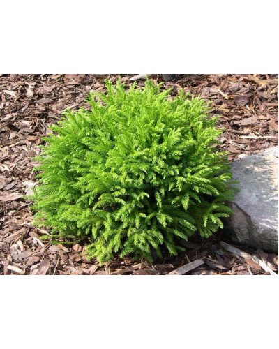 Криптомерія японська Літл Чемпіон | Cryptomeria japonica Little Champion | Криптомерия японская Литл Чемпион