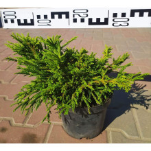Криптомерія японська Літл Чемпіон | Cryptomeria japonica Little Champion | Криптомерия японская Литл Чемпион
