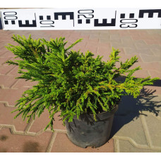 Криптомерія японська Літл Чемпіон | Cryptomeria japonica Little Champion | Криптомерия японская Литл Чемпион