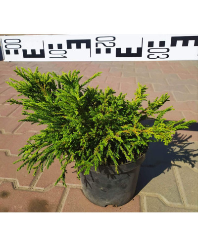 Криптомерія японська Літл Чемпіон | Cryptomeria japonica Little Champion | Криптомерия японская Литл Чемпион