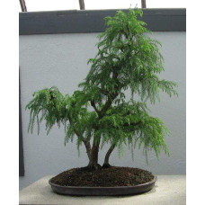 Криптомерія японська Літл Чемпіон | Cryptomeria japonica Little Champion | Криптомерия японская Литл Чемпион