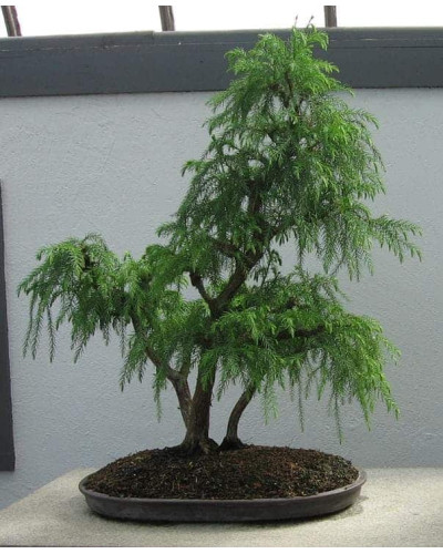 Криптомерія японська Літл Чемпіон | Cryptomeria japonica Little Champion | Криптомерия японская Литл Чемпион