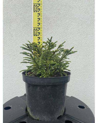Криптомерія японська Літл Чемпіон | Cryptomeria japonica Little Champion | Криптомерия японская Литл Чемпион