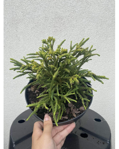 Криптомерія японська Літл Чемпіон | Cryptomeria japonica Little Champion | Криптомерия японская Литл Чемпион