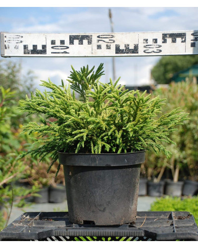 Криптомерія японська Літл Чемпіон | Cryptomeria japonica Little Champion | Криптомерия японская Литл Чемпион