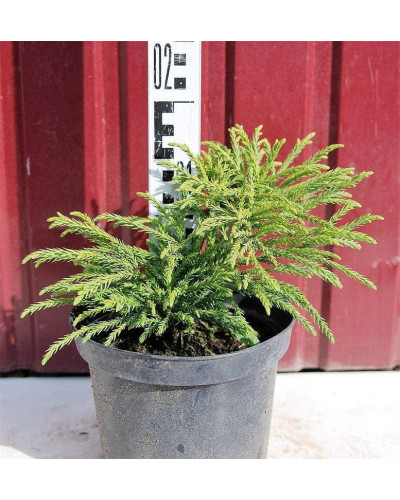 Криптомерія японська Літл Чемпіон | Cryptomeria japonica Little Champion | Криптомерия японская Литл Чемпион