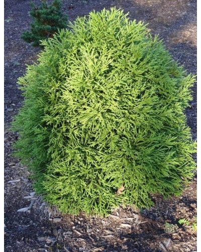 Криптомерія японська Літл Чемпіон | Cryptomeria japonica Little Champion | Криптомерия японская Литл Чемпион