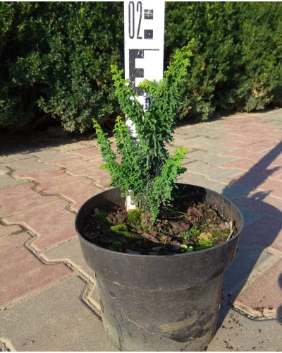 Кипарисовик туполистий Чірімен | Chamaecyparis obtusa Chirimen | Кипарисовик туполистный Чиримен