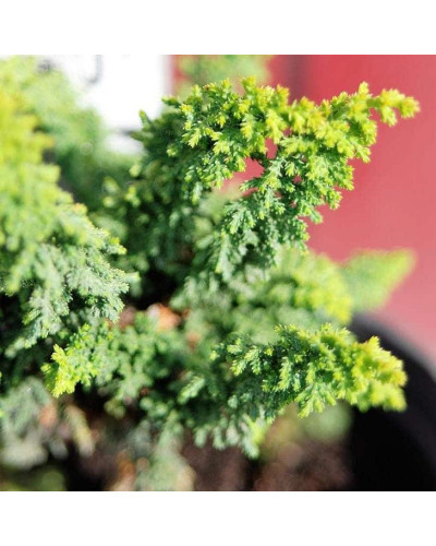 Кипарисовик туполистий Чірімен | Chamaecyparis obtusa Chirimen | Кипарисовик туполистный Чиримен