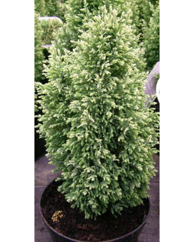 Кипарисовик Лавсона Сноу Вайт | Chamaecyparis lawsoniana Snow White