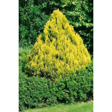 Кипарисовик Лавсона Мініма Ауреа | Chamaecyparis lawsoniana Minima Aurea | Кипарисовик Лавсона Минима Ауреа