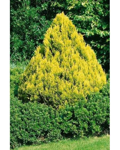 Кипарисовик Лавсона Мініма Ауреа | Chamaecyparis lawsoniana Minima Aurea | Кипарисовик Лавсона Минима Ауреа