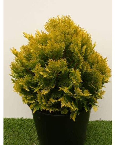 Кипарисовик Лавсона Мініма Ауреа | Chamaecyparis lawsoniana Minima Aurea | Кипарисовик Лавсона Минима Ауреа