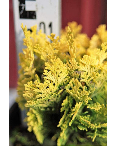 Кипарисовик Лавсона Мініма Ауреа | Chamaecyparis lawsoniana Minima Aurea | Кипарисовик Лавсона Минима Ауреа