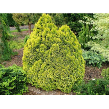 Кипарисовик Лавсона Мініма Ауреа | Chamaecyparis lawsoniana Minima Aurea | Кипарисовик Лавсона Минима Ауреа
