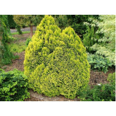 Кипарисовик Лавсона Мініма Ауреа | Chamaecyparis lawsoniana Minima Aurea | Кипарисовик Лавсона Минима Ауреа