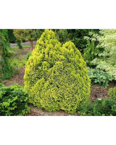 Кипарисовик Лавсона Мініма Ауреа | Chamaecyparis lawsoniana Minima Aurea | Кипарисовик Лавсона Минима Ауреа