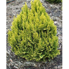 Кипарисовик Лавсона Мініма Ауреа | Chamaecyparis lawsoniana Minima Aurea | Кипарисовик Лавсона Минима Ауреа
