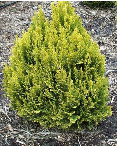 Кипарисовик Лавсона Мініма Ауреа | Chamaecyparis lawsoniana Minima Aurea | Кипарисовик Лавсона Минима Ауреа