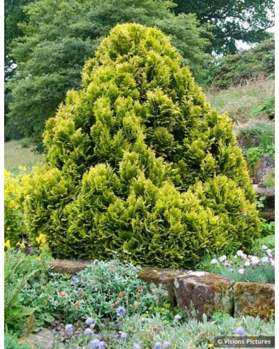 Кипарисовик Лавсона Мініма Ауреа | Chamaecyparis lawsoniana Minima Aurea | Кипарисовик Лавсона Минима Ауреа