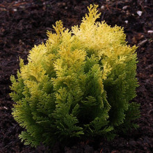Кипарисовик Лавсона Мініма Ауреа | Chamaecyparis lawsoniana Minima Aurea | Кипарисовик Лавсона Минима Ауреа