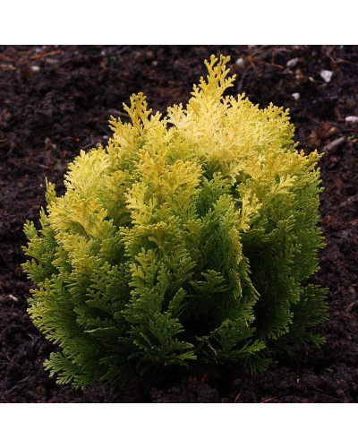Кипарисовик Лавсона Мініма Ауреа | Chamaecyparis lawsoniana Minima Aurea | Кипарисовик Лавсона Минима Ауреа