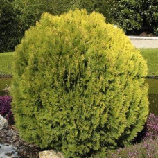 Кипарисовик Лавсона Мініма Ауреа | Chamaecyparis lawsoniana Minima Aurea | Кипарисовик Лавсона Минима Ауреа