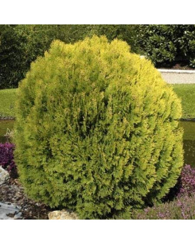 Кипарисовик Лавсона Мініма Ауреа | Chamaecyparis lawsoniana Minima Aurea | Кипарисовик Лавсона Минима Ауреа