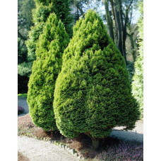 Кипарисовик Лавсона Мініма Ауреа | Chamaecyparis lawsoniana Minima Aurea | Кипарисовик Лавсона Минима Ауреа
