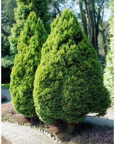 Кипарисовик Лавсона Мініма Ауреа | Chamaecyparis lawsoniana Minima Aurea | Кипарисовик Лавсона Минима Ауреа