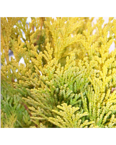 Кипарисовик Лавсона Мініма Ауреа | Chamaecyparis lawsoniana Minima Aurea | Кипарисовик Лавсона Минима Ауреа