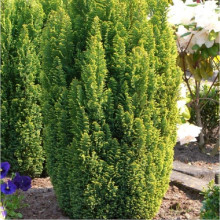 Кипарисовик Лавсона Елвудс Голд | Chamaecyparis lawsoniana Elwood`s Gold | Кипарисовик Лавсона Элвудс Голд