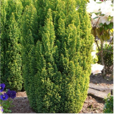 Кипарисовик Лавсона Елвудс Голд | Chamaecyparis lawsoniana Elwood`s Gold | Кипарисовик Лавсона Элвудс Голд