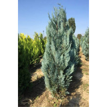 Кипарисовик Лавсона Блом | Chamaecyparis lawsoniana Blom | Кипарисовик Лавсона Блом