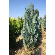 Кипарисовик Лавсона Блом | Chamaecyparis lawsoniana Blom | Кипарисовик Лавсона Блом