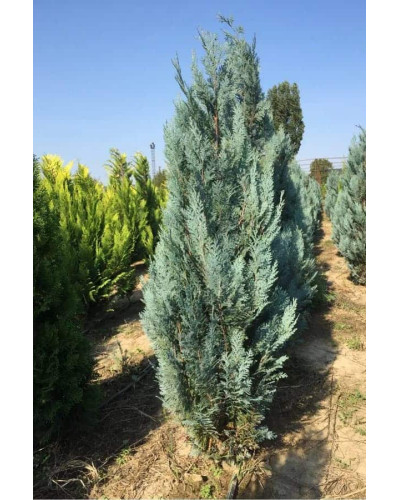 Кипарисовик Лавсона Блом | Chamaecyparis lawsoniana Blom | Кипарисовик Лавсона Блом