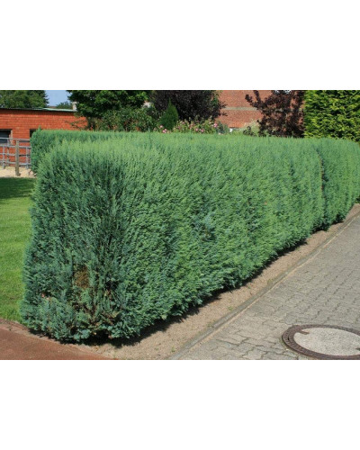 Кипарисовик Лавсона Блом | Chamaecyparis lawsoniana Blom | Кипарисовик Лавсона Блом