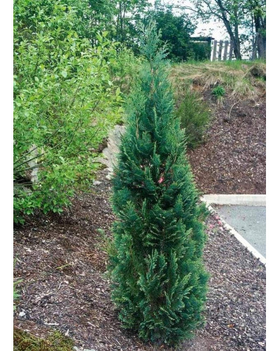 Кипарисовик Лавсона Блом | Chamaecyparis lawsoniana Blom | Кипарисовик Лавсона Блом