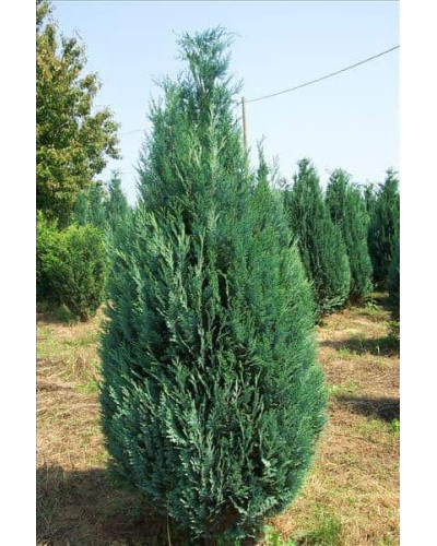 Кипарисовик Лавсона Блом | Chamaecyparis lawsoniana Blom | Кипарисовик Лавсона Блом